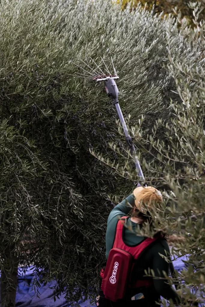 A person uses a tool to harvest olives from a tree, standing on a blue tarp covering the ground.