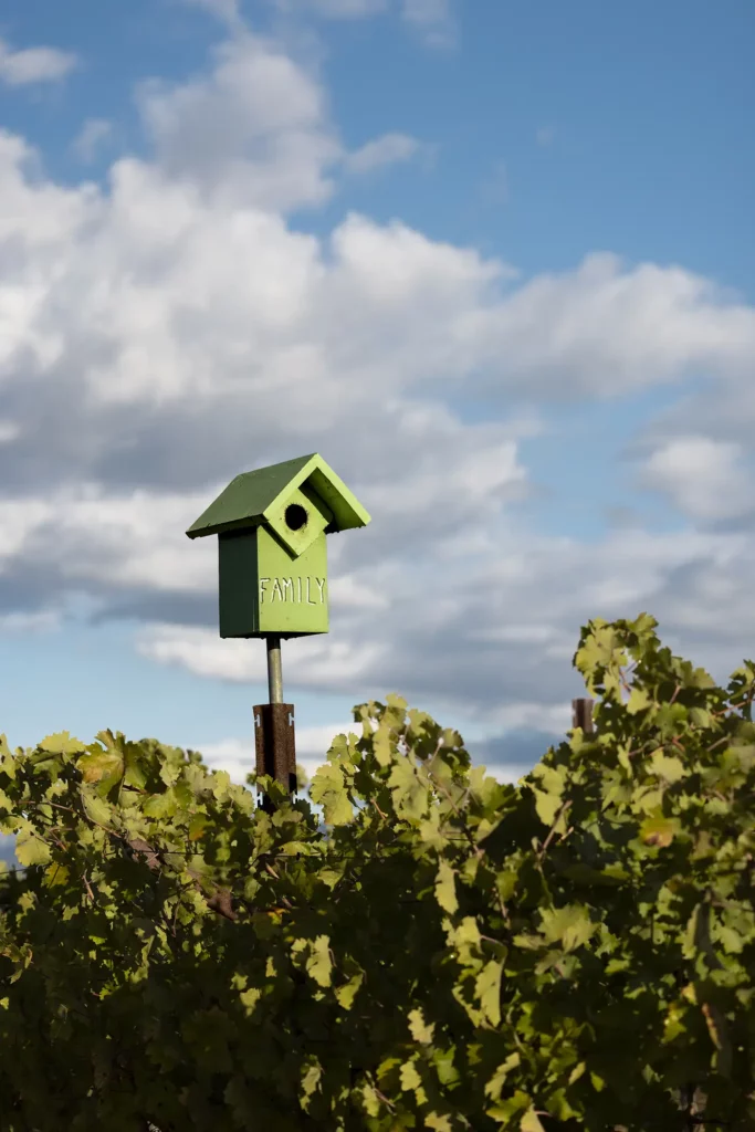 A green birdhouse labeled "Family" is perched on a pole above leafy vineyard rows under a cloudy sky.