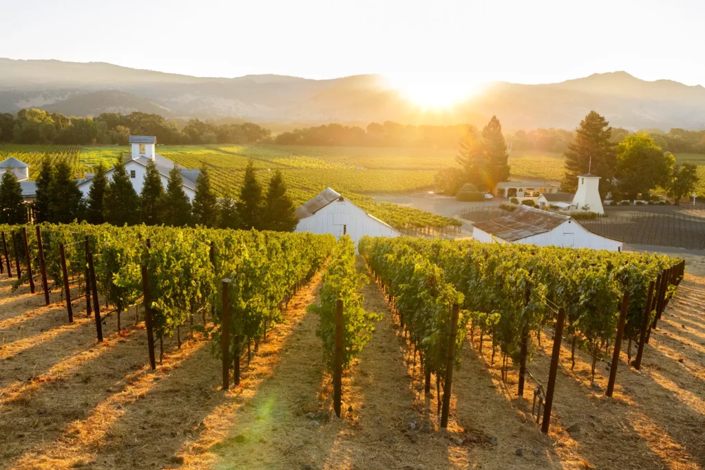 Sunrise over a vineyard with rows of grapevines and a mountainous background.