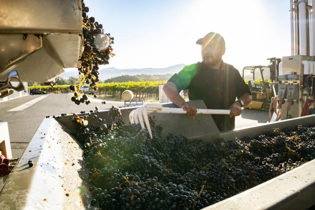 A worker wearing a hat uses a tool to sort grapes into a large bin at a vineyard under a bright sun.