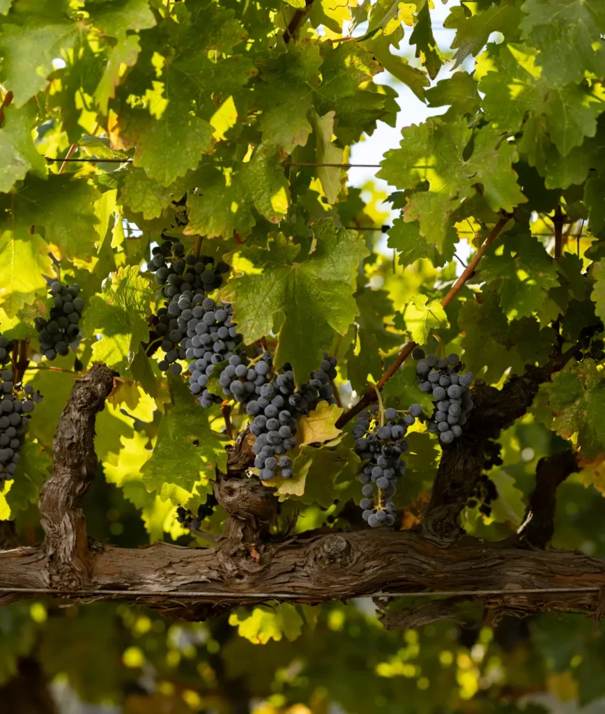 Clusters of ripe purple grapes hang amid green leaves on a vineyard vine under sunlight.