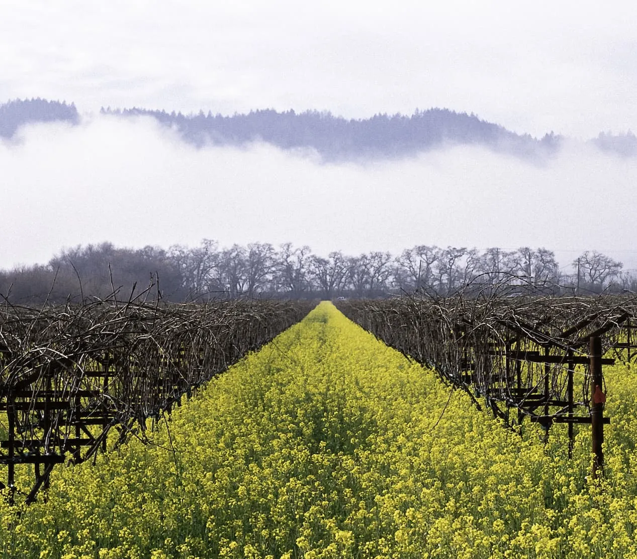 Early Spring in the Vineyard