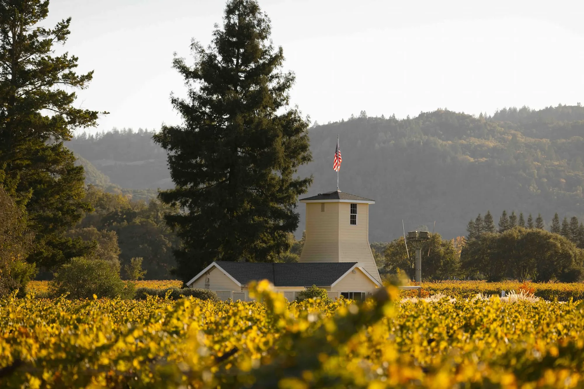 Summer in the Vineyard